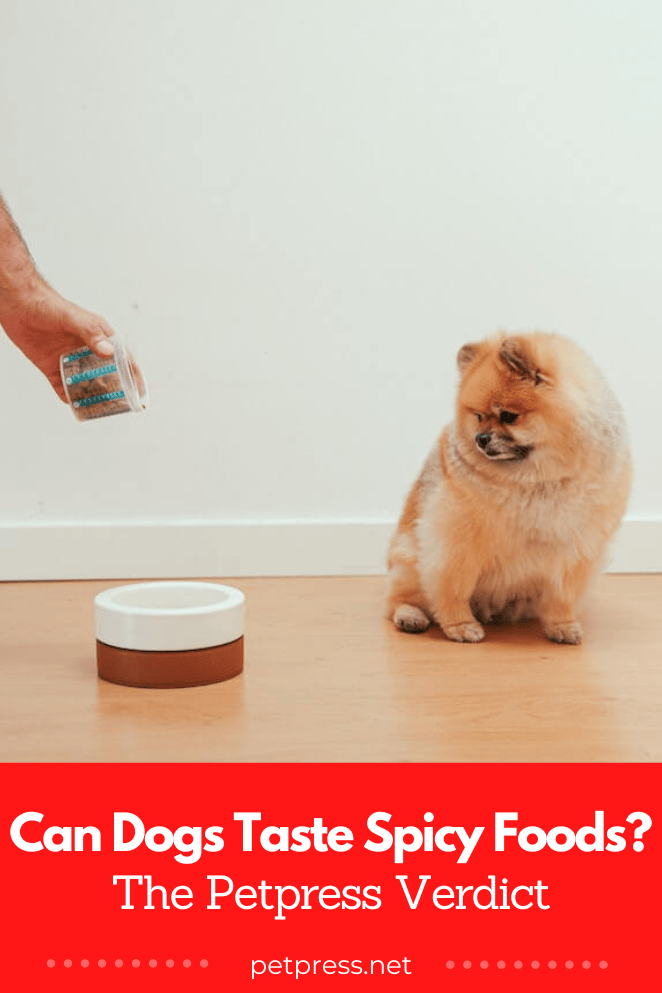 Can Dogs Taste Spicy Foods The Petpress Verdict can-dogs-taste-spicy-foods-the-petpress-verdict