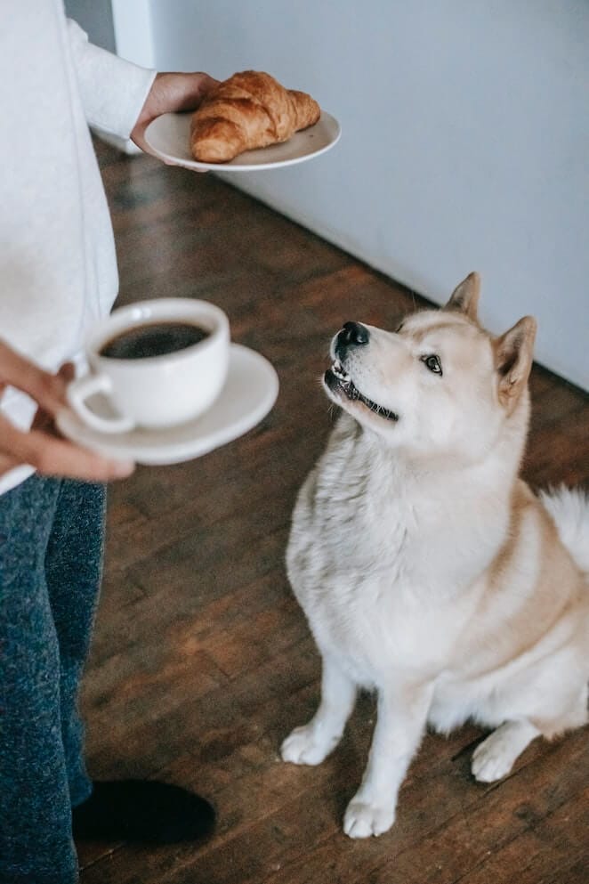 Can dogs taste spicy foods