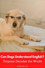 Can Dogs Understand English? Petpress Decodes the Woofs