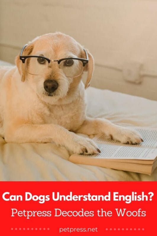 Can Dogs Understand English