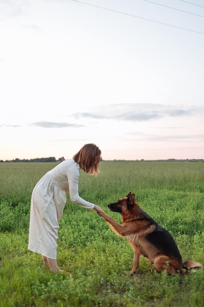 Can dogs understand english