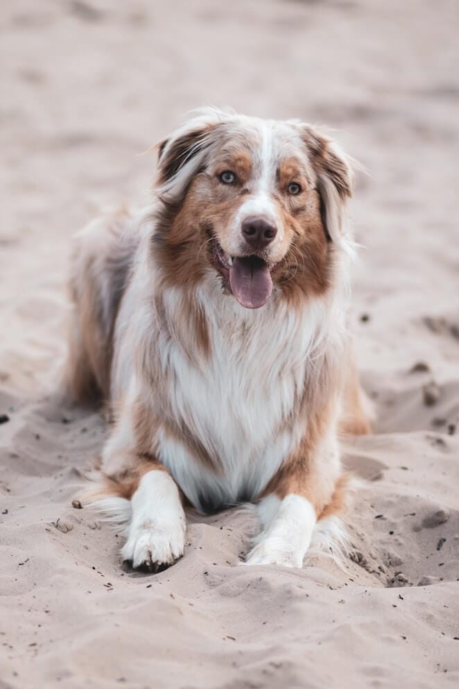 Caribbean Dog Names