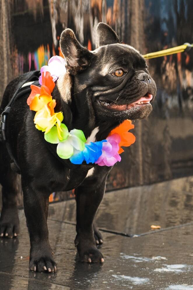 Caribbean Dog Names