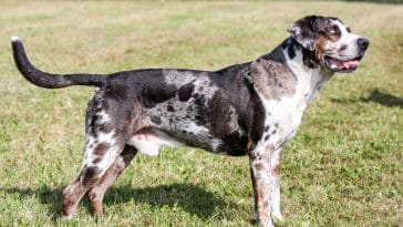 Catahoula Leopard Dog