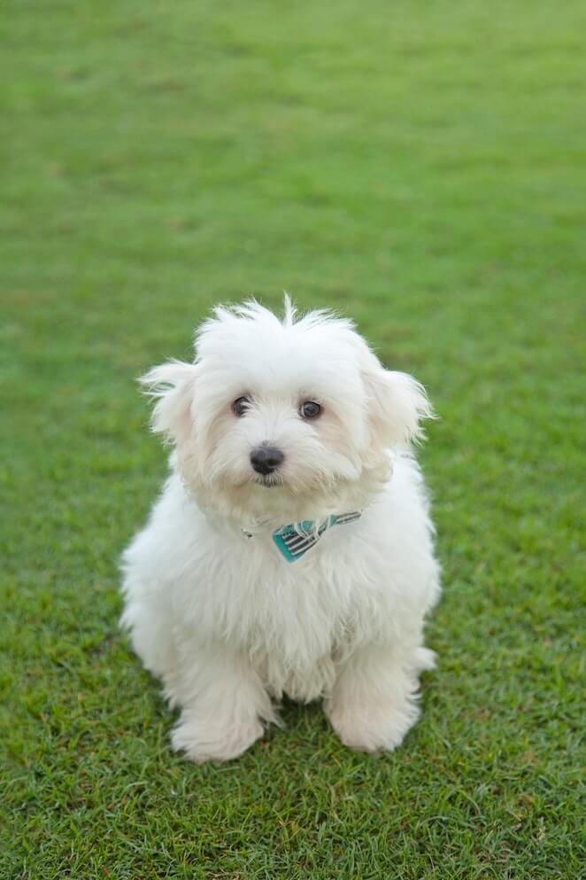 White Dog Breeds