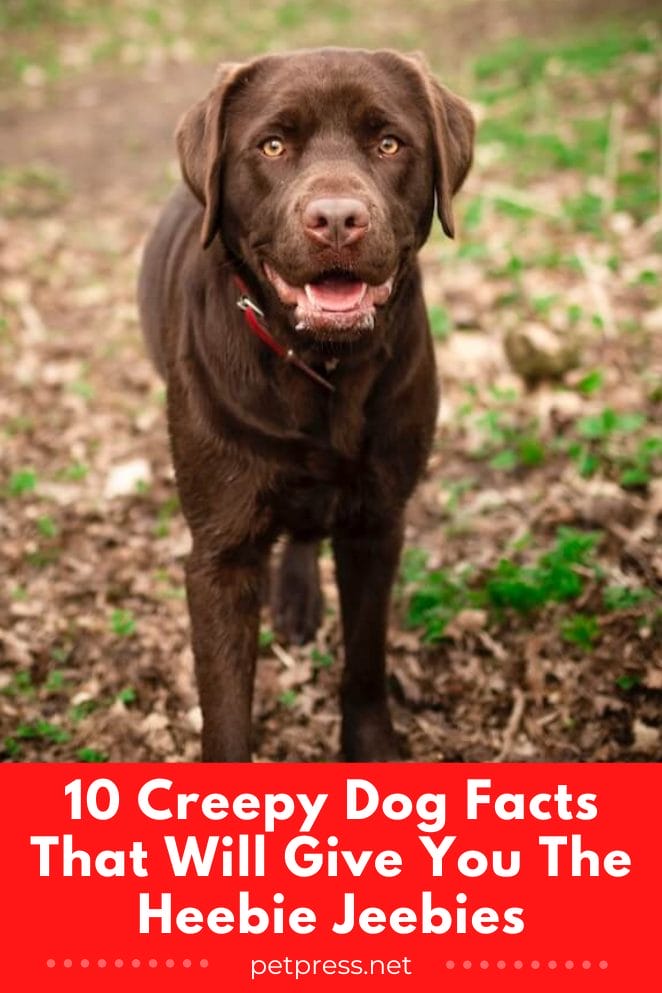 Creepy dog facts