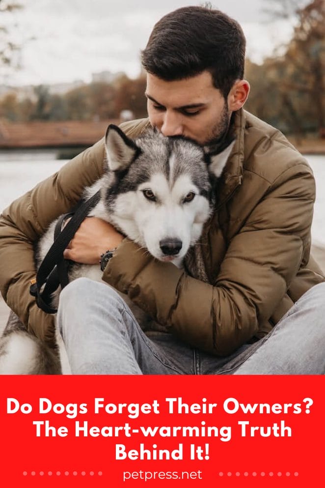 Do dogs forget their owners
