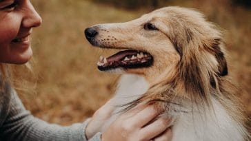 Do dogs have memories