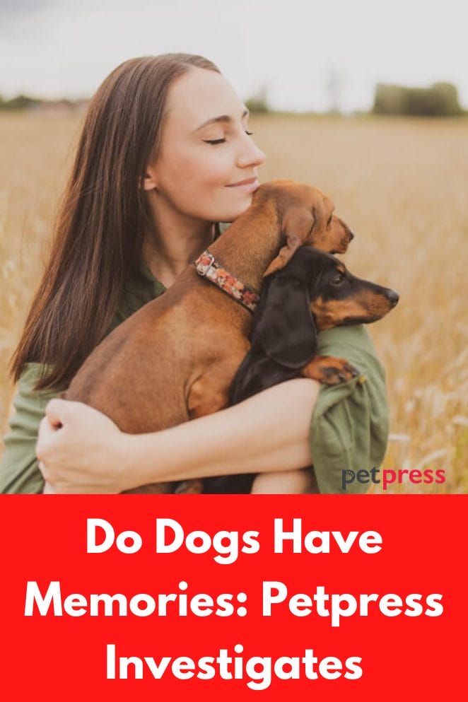 Do Dogs Have Memories Petpress Investigates do-dogs-have-memories-petpress-investigates