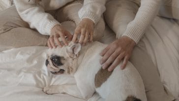 Do dogs like massages