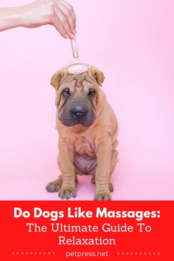 Do dogs like massages