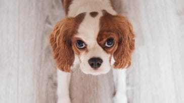 Does my dog judge me