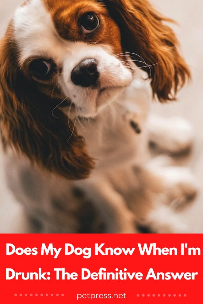 Does my dog know when I'm drunk