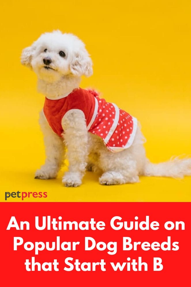 An Ultimate Guide On Popular Dog Breeds That Start With B