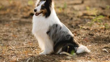 Dog breeds that start with c