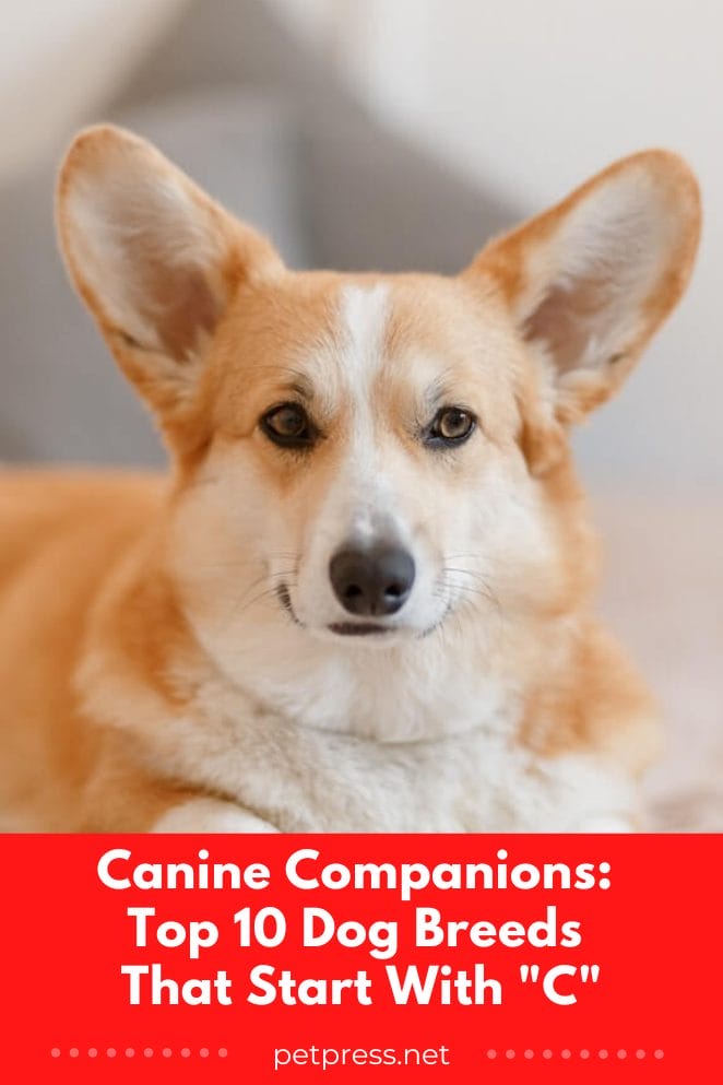 Dog breeds that start with c