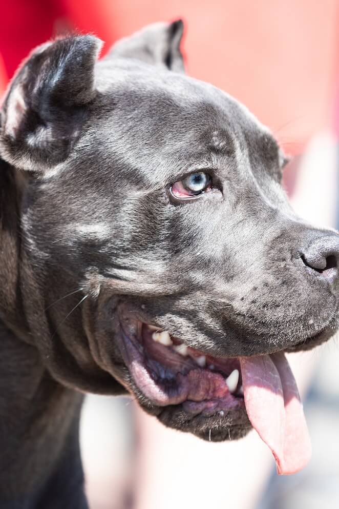 Dog breeds that start with c