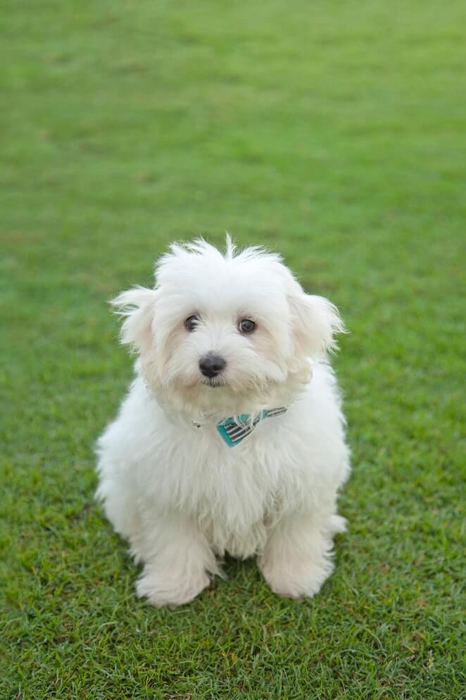 Dog breeds that start with c