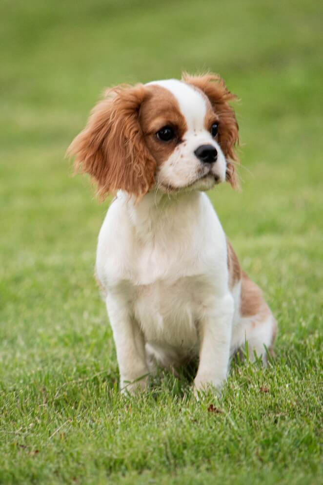 Dog breeds that start with c