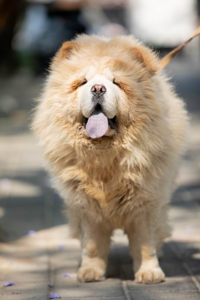 Dog breeds that start with c