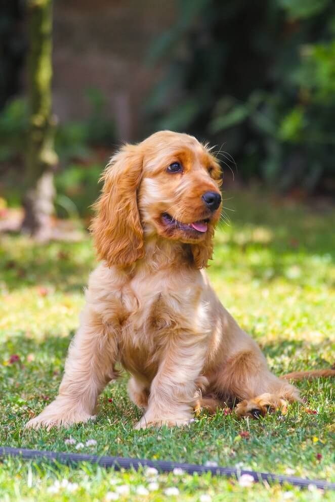 Dog breeds that start with c