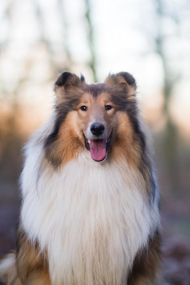 Dog breeds that start with c