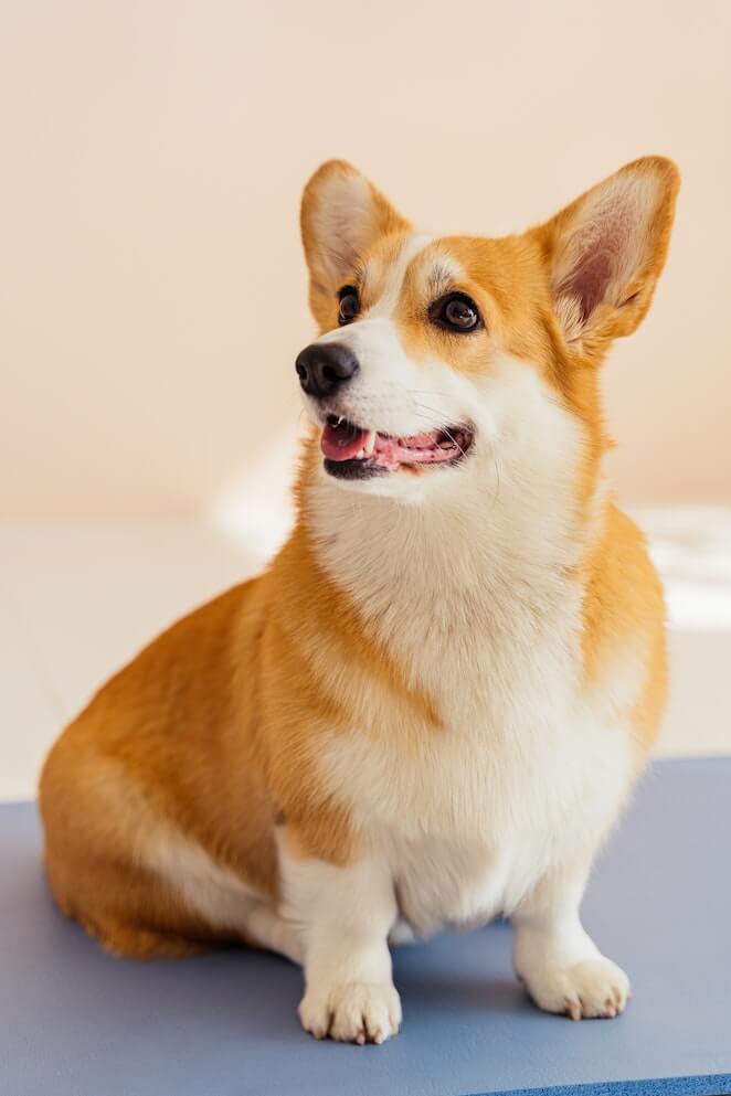 Dog breeds that start with c
