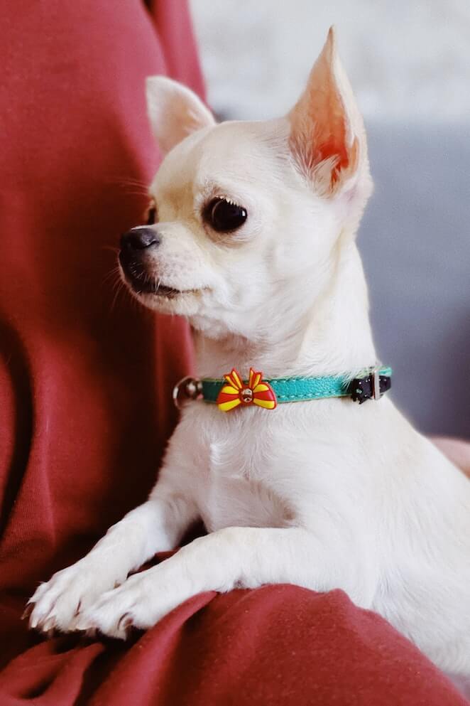 Dog breeds that start with c