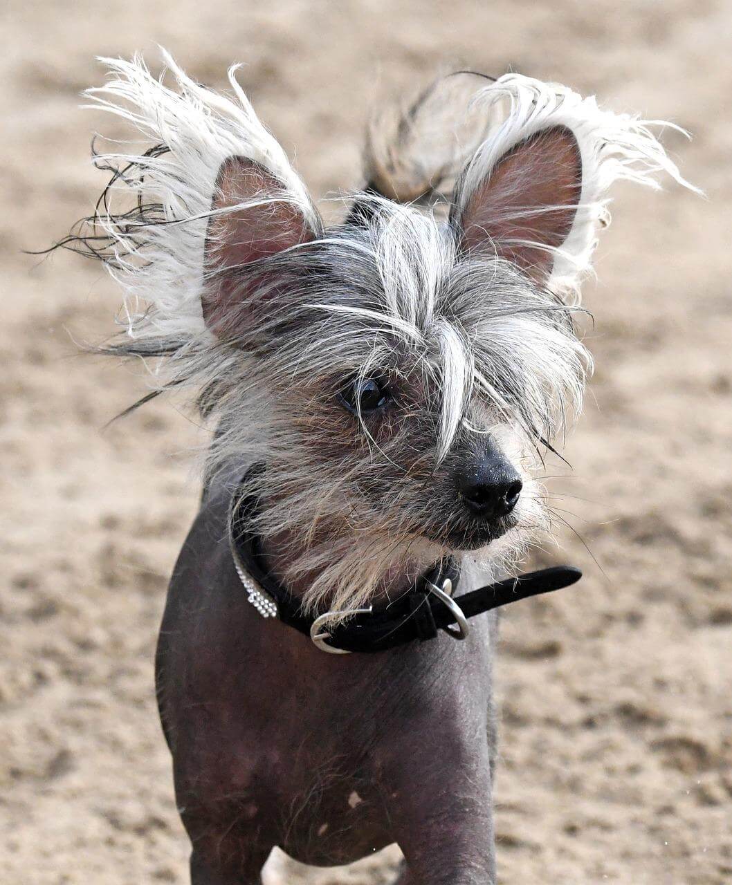 Dog breeds that start with c