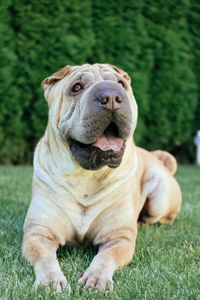 Dog breeds that start with c