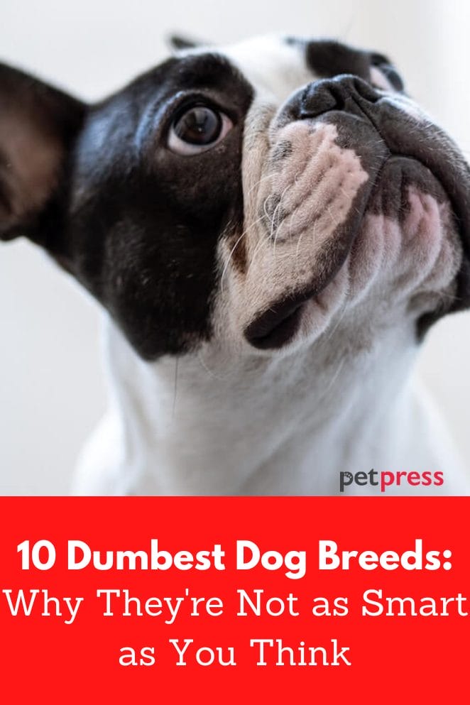 Dumbest dog breeds
