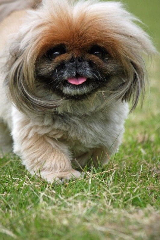 10 Dumbest Dog Breeds Why They Re Not As Smart As You Think 10 Dumbest Dog Breeds Why They Re Not As Smart As You Think