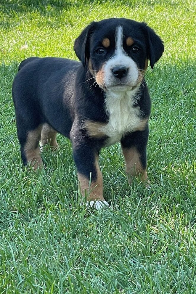 Greater Swiss Mountain Dog Names