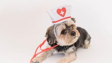 Healthiest Dog Breeds