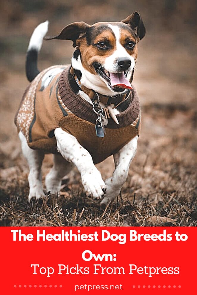 Healthiest dog breeds
