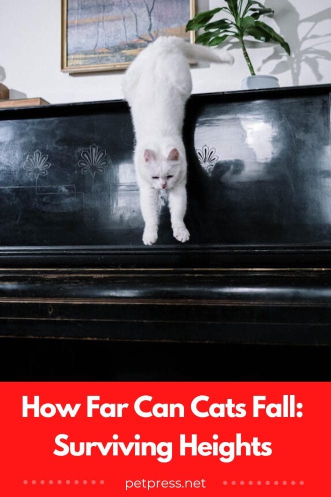 How far can cats fall