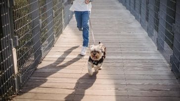 How do I get my dog to stop pulling on the leash