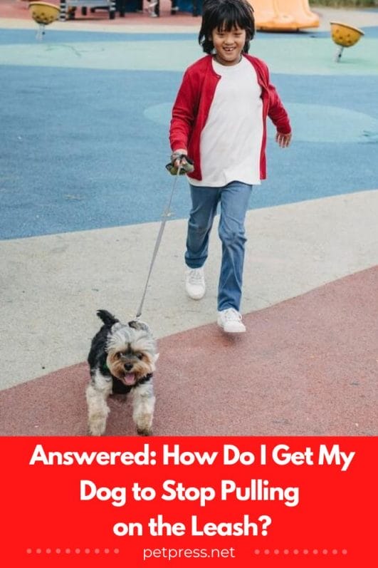 Answered How Do I Get My Dog to Stop Pulling on the Leash?