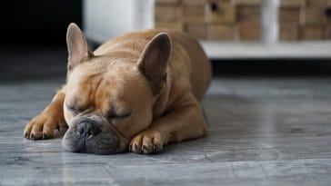 How to get dog to sleep
