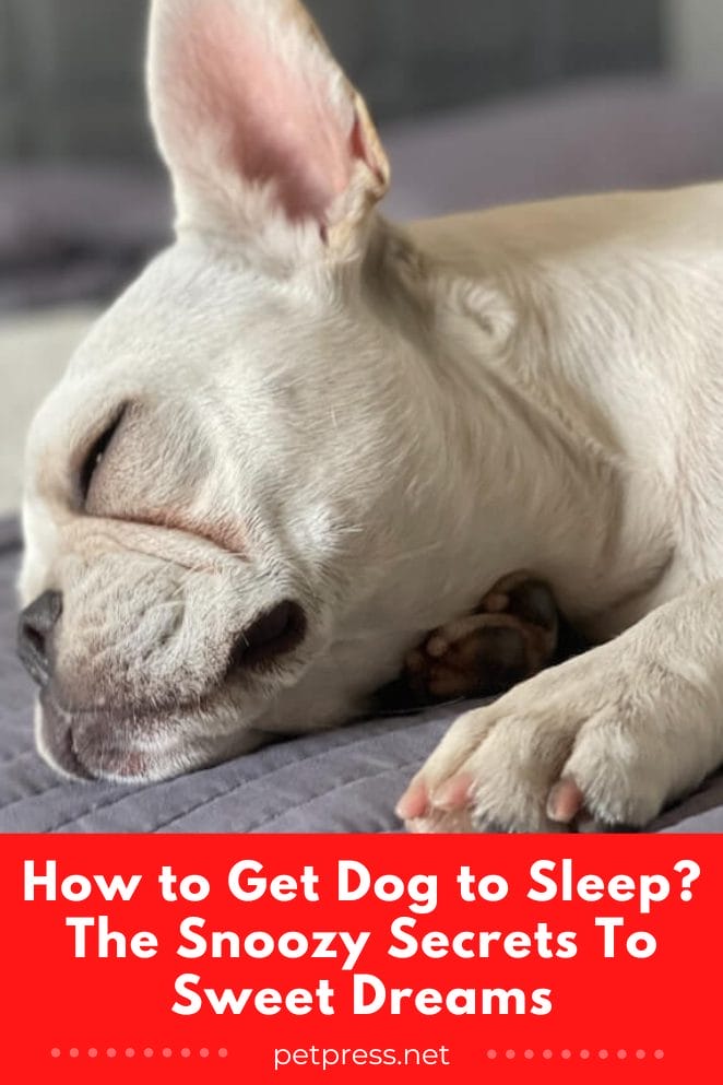 How to get dog to sleep