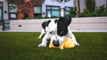 How to stop your dog from ripping up toys