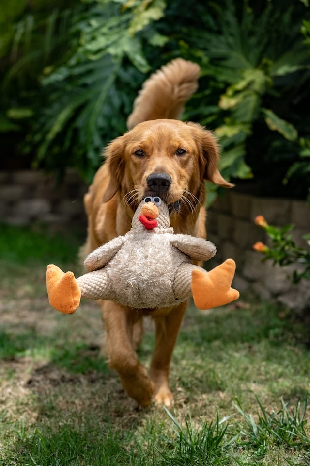 How to Stop Your Dog from Ripping Up Toys 5 Tried & Tested Tips