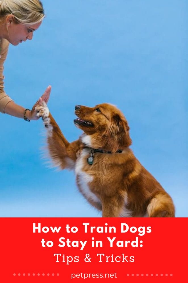How to Train Dogs to Stay in Yard Tips & Tricks