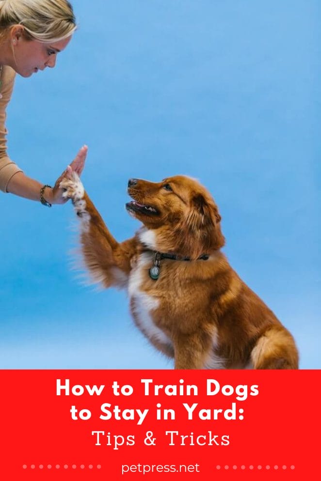 How to train dogs to stay in yard