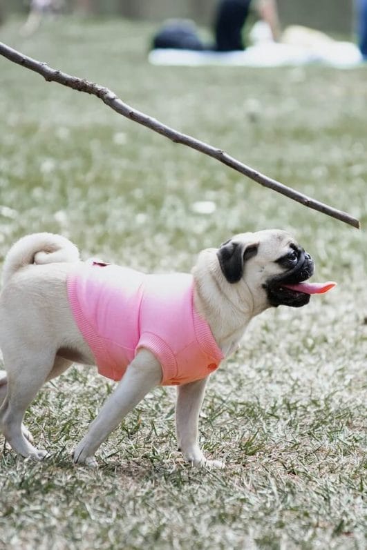 How to Train Dogs to Stay in Yard Tips & Tricks