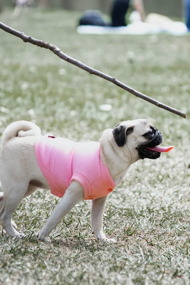 How to Train Dogs to Stay in Yard Tips & Tricks