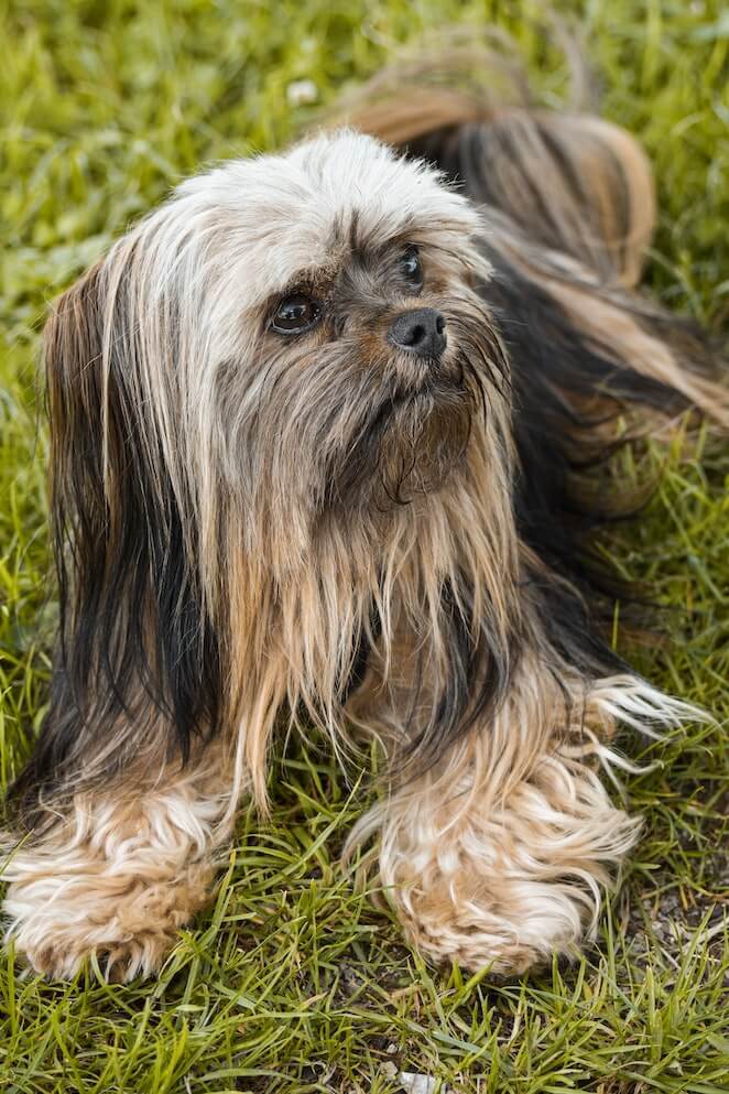 Long haired dog breeds