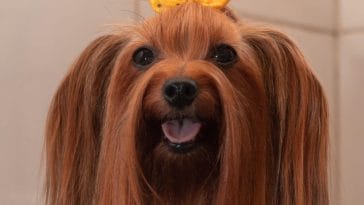 Long haired dog breeds