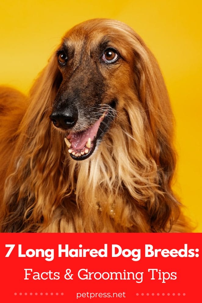 Long haired dog breeds