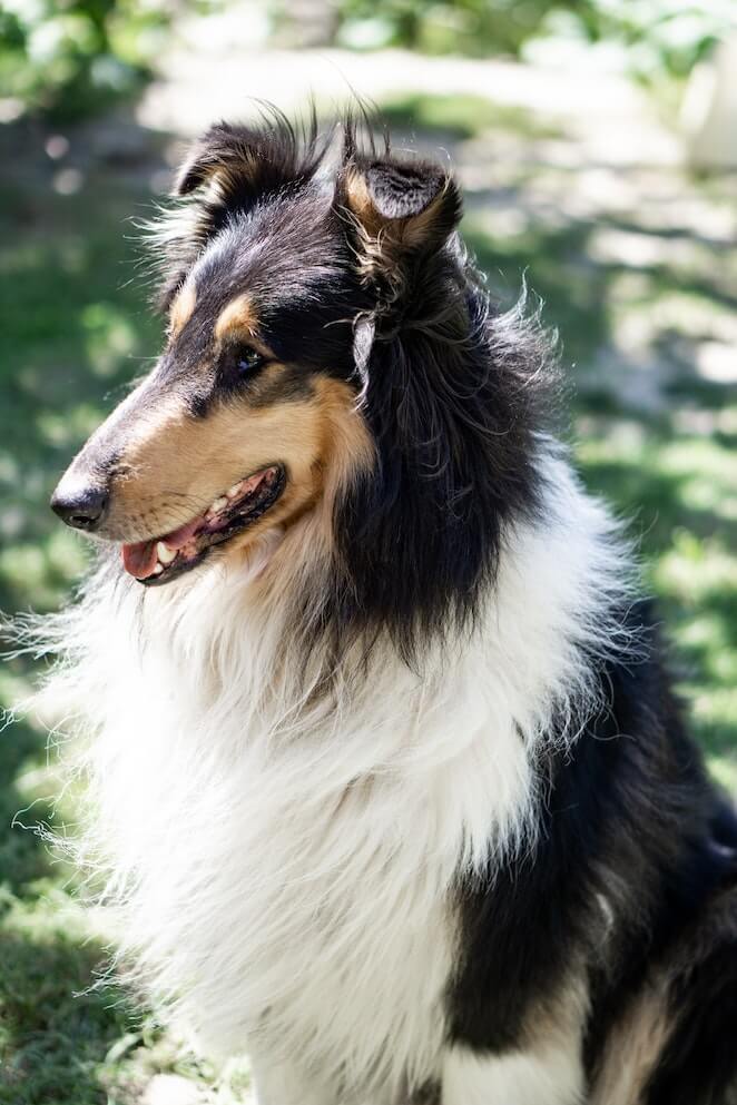 Long haired dog breeds